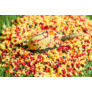 Speciál mix Method Carp Pellet Crazy Carp 4 mm